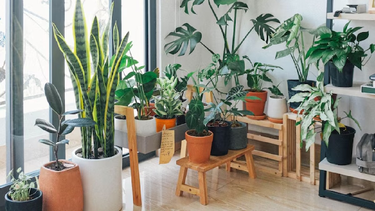 Indoor Plants For Summer: गर्मी से है परेशान, तो घर में लगाएं ये प्लांट, हवा होगी शुद्ध घर भी रहेगा ठंडा 