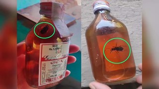 सीलबंद शराब बोतल से निकला कॉकरोच, सरकारी दुकान की गुणवत्ता पर उठे गंभीर सवाल
