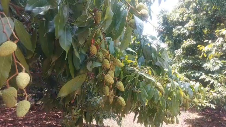 दो साल से खराब हो रही लीची फसल: अब खीरा-टमाटर उगा रहे जशपुर के किसान