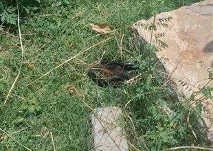 Balaghat: बालाघाट में हीटवेव का कोहराम, तड़प-तड़प कर मरे दर्जनों चमगादड़