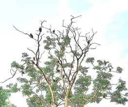 Vulture count: कान्हा नेशनल पार्क मंडला में गिद्धों की गणना, महाअभियान में मिले 263 गिद्ध