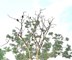 Vulture count: कान्हा नेशनल पार्क मंडला में गिद्धों की गणना, महाअभियान में मिले 263 गिद्ध