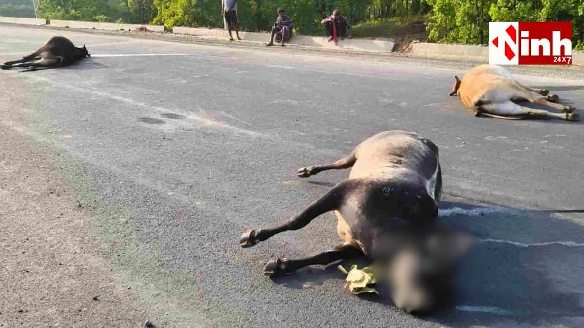 रायगढ़ में भारतमाला हाईवे पर बड़ा हादसा: बैलों के झुंड पर चढ़ा भारी वाहन, ग्रामीणों में आक्रोश...