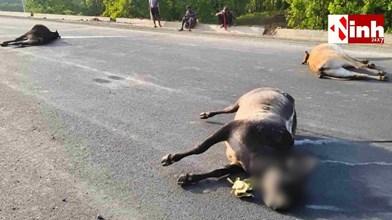 रायगढ़ में भारतमाला हाईवे पर बड़ा हादसा: बैलों के झुंड पर चढ़ा भारी वाहन, ग्रामीणों में आक्रोश...