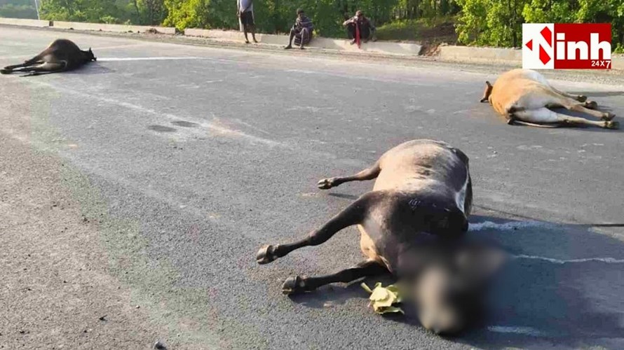 रायगढ़ में भारतमाला हाईवे पर बड़ा हादसा: बैलों के झुंड पर चढ़ा भारी वाहन, ग्रामीणों में आक्रोश...