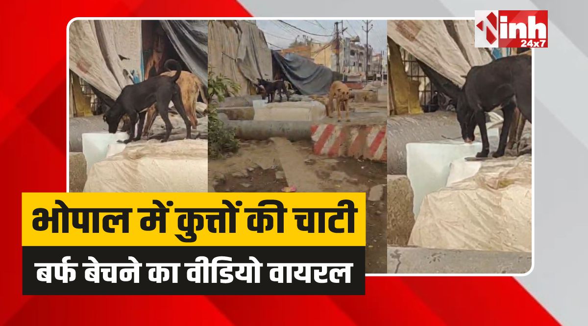 Bhopal News: सावधान! भोपाल में सेहत से खिलवाड़, दुकान में बर्फ चाटते दिखे आवारा कुत्ते