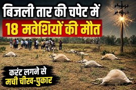 करंट ने ली 18 बेजुबानों की जान: राजनांदगांव के सिंगदई गांव में बिजली विभाग पर उठे सवाल
