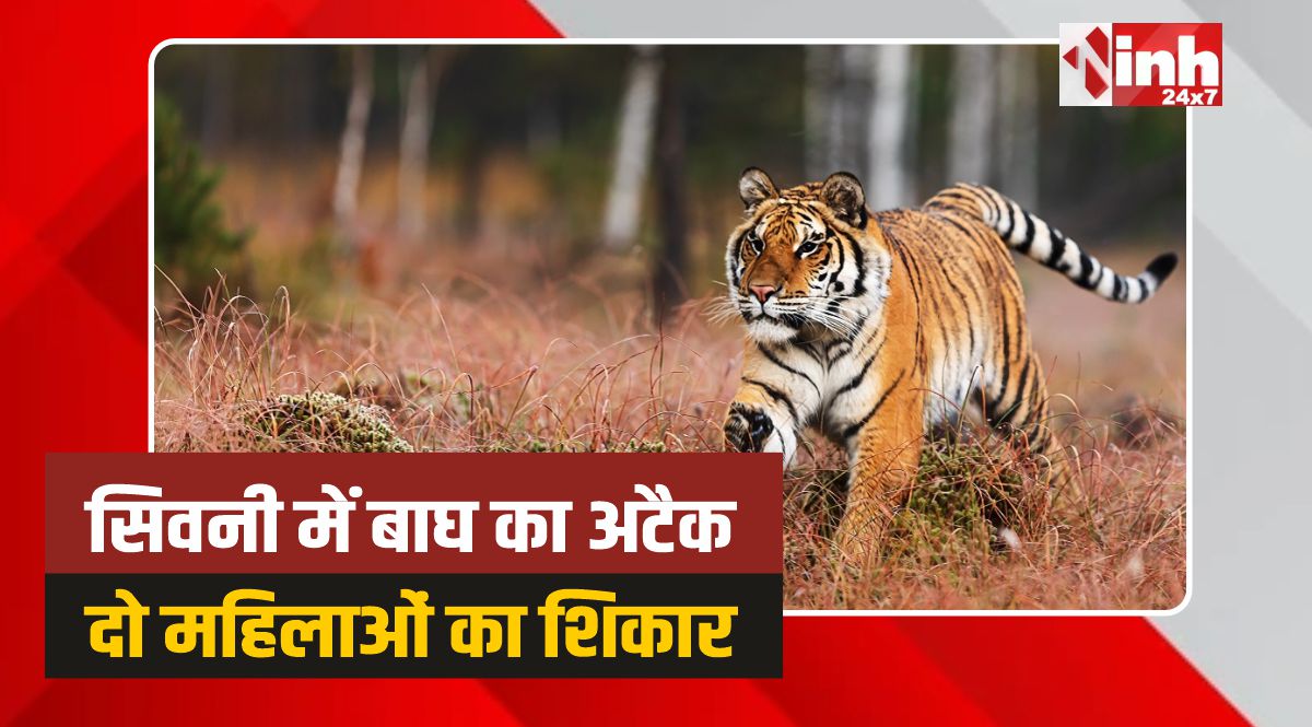 सिवनी में बाघ का खूनी तांडव, 3 घंटे में 2 महिलाओं का शिकार, मौत 