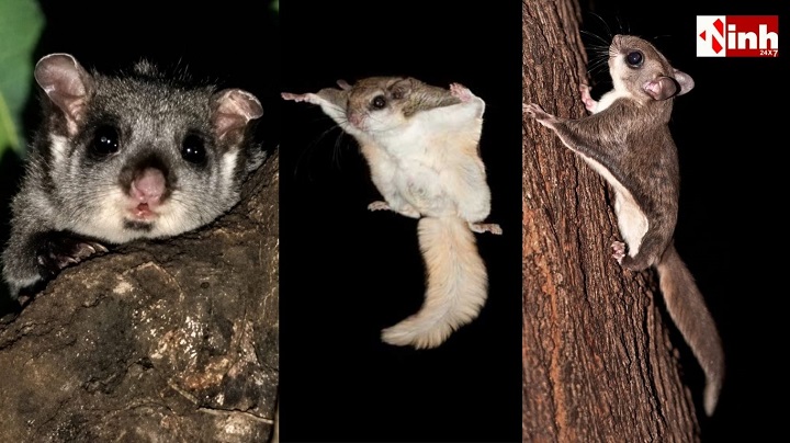 CG Flying Squirrel: उदंती-सीतानदी टाइगर रिजर्व में दिखी दुर्लभ उड़न गिलहरी, कैमरे में कैद हुआ वीडियो