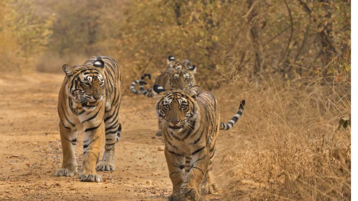 UMARIYA NEWS : बांधवगढ़ में बुजुर्ग महिला को बाघ ने बनाया शिकार, गांवों में भय का माहौल