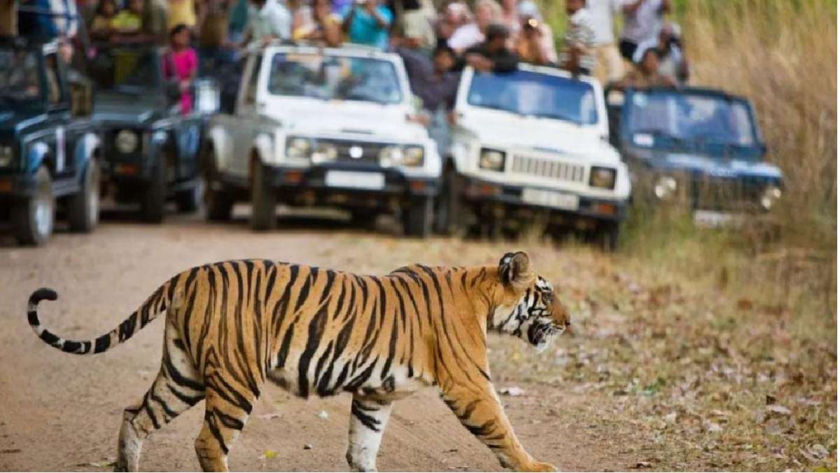 MP NEWS : बड़ी खबर !  MP के सभी नेशनल पार्क पर 1 जुलाई से लगेगा ताला, आदेश जारी, जानें वजह 