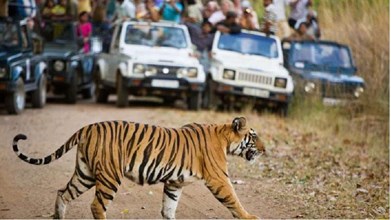 MP NEWS : बड़ी खबर !  MP के सभी नेशनल पार्क पर 1 जुलाई से लगेगा ताला, आदेश जारी, जानें वजह 