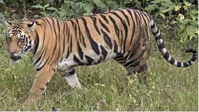 MP NEWS : : MP के सभी टाइगर रिजर्व में पर्यटकों की ENTRY हुई बंद, 3 माह के लिए प्रशासन ने लगाया ताला