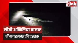 Sidhi Crocodile: सीधी के अमिलिया बाजार में मगरमच्छ की दस्तक, रेस्क्यू कर नदी में छोड़ा 