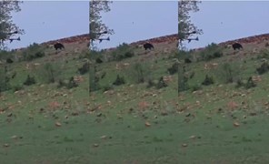 Madiyado Forest: जंगल में आपस में भिड़े दो भालू, वीडियो हुआ वायरल