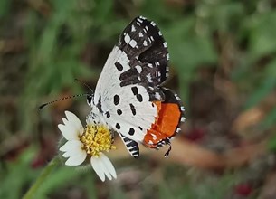 Butterfly Destination बनने की ओर धमतरी, जंगलों में मिलीं 90 प्रजातियों की तितलियां; इको-टूरिज्म को मिलेगा बढ़ावा