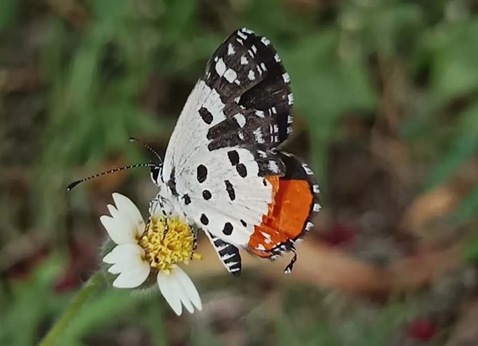 Butterfly Destination बनने की ओर धमतरी, जंगलों में मिलीं 90 प्रजातियों की तितलियां; इको-टूरिज्म को मिलेगा बढ़ावा