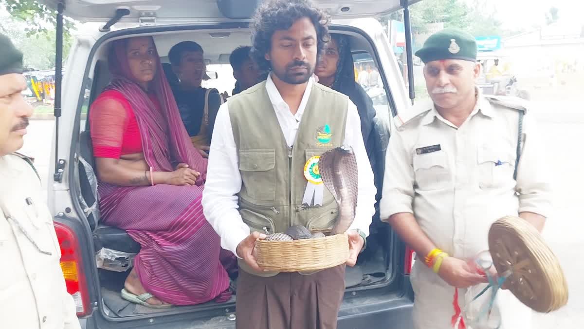JABALPUR NEWS : नाग पंचमी पर सांपों के साथ क्रूरता, वन विभाग ने 20 से ज्यादा सपेरों को पकड़ा, 14 सांप हुए रेस्क्यू