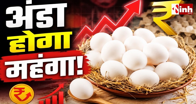 Egg Price: रायपुर में अंडा महंगा होने के संकेत, मक्का और कनकी के दाम बढ़ने से पोल्ट्री कारोबार प्रभावित