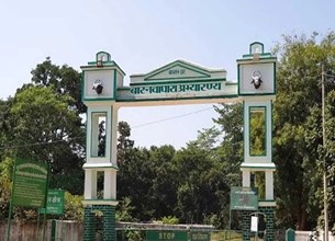 बार नवापारा में भालू का आतंक: जंगल गए दो ग्रामीणों पर हमला; दोनों गंभीर घायल