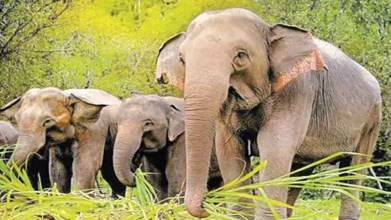 MP NEWS : MP के जंगलों की सुरक्षा होगी और मजबूत, कर्नाटक से आएंगे 3 प्रशिक्षित हाथी