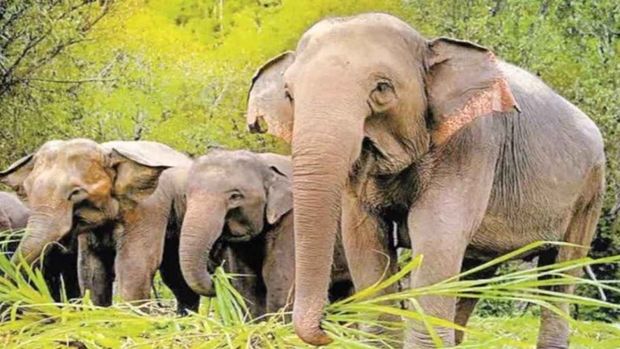 MP NEWS : MP के जंगलों की सुरक्षा होगी और मजबूत, कर्नाटक से आएंगे 3 प्रशिक्षित हाथी