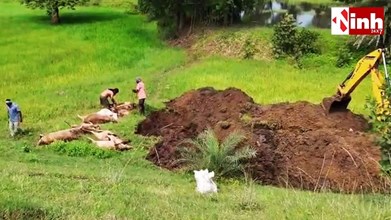 छत्तीसगढ़ के भानुप्रतापपुर में दो हादसों से हड़कंप, ट्रेन और ट्रक ने 14 मवेशियों को कुचला