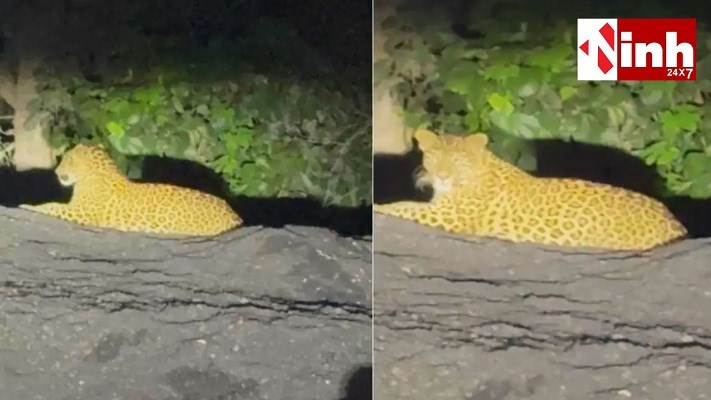 डोंगरगढ़ के वनांचल में तेंदुए की दस्तक, ग्रामीणों में डर; वन विभाग से बढ़ी निगरानी की मांग