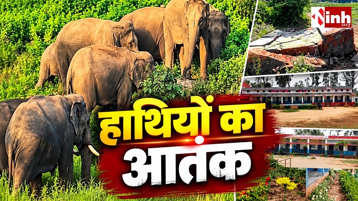 कोरबा में 53 हाथियों का उत्पात, हॉस्टल परिसर और धान की फसल को नुकसान, 10 गांवों में अलर्ट