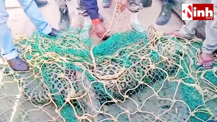 Leopard Attack: तीन दिन में 20 लोगों पर हमला, तेंदुआ पकड़े जाने से ग्रामीणों ने ली राहत की सांस