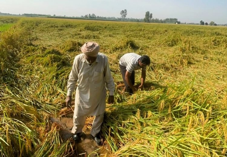 CG Weather Alert: छत्तीसगढ़ में चक्रवात के असर से बिगड़ेगा मौसम, किसानों को फसल बचाने की सलाह