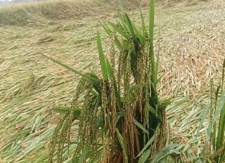 छत्तीसगढ़ में बेमौसम बारिश से किसानों की बढ़ी चिंता, खेतों में गिरी धान की फसल; नुकसान का खतरा