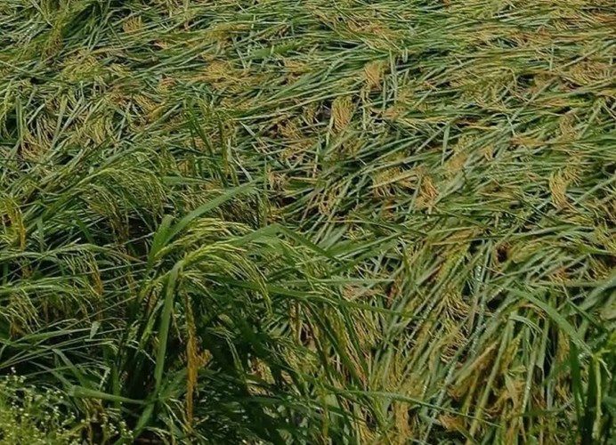 छत्तीसगढ़ में चक्रवाती तूफान अर्नब का कहर! 60 हजार किसानों की फसल बर्बाद, 50 हजार से ज्यादा मामलों में सर्वे जारी