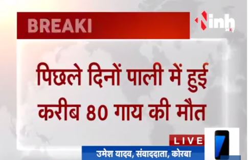 Korba में 80 गाय की मौत मामले में खुलासा, दिया गया था जहर?h=200&mode=max